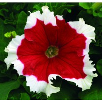 PETUNIA FROST FIRE NR.1000 SEMI PILL.